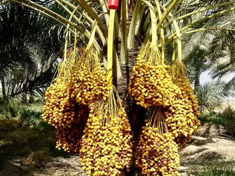 آغاز برداشت خرما از نخلستان‌های بخش افزر