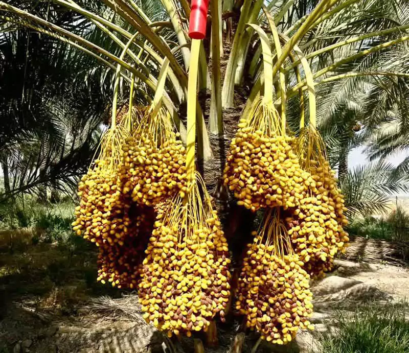 آغاز برداشت خرما از نخلستان‌های بخش افزر