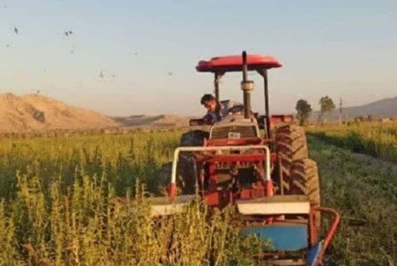 آغاز برداشت کنجد در سطح ۶۰۰ هکتار با رعایت الگوی کشت در شهرستان فراشبند