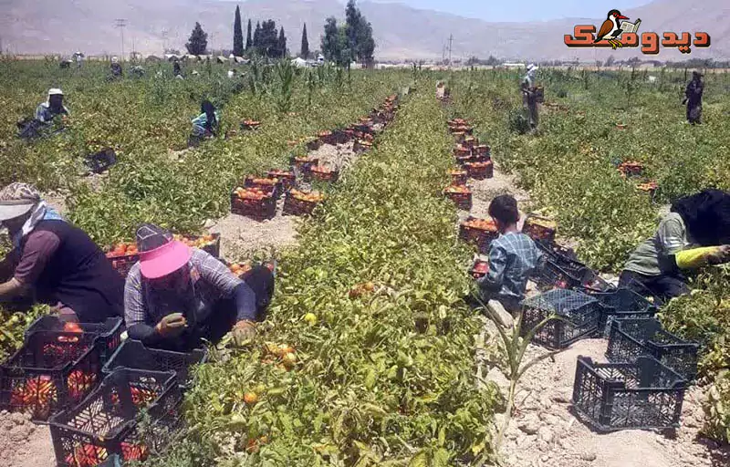 آغاز صادرات گوجه‌فرنگی فیروزآباد