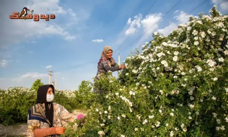 آغاز برداشت گل نسترن از گلستان‌های میمند